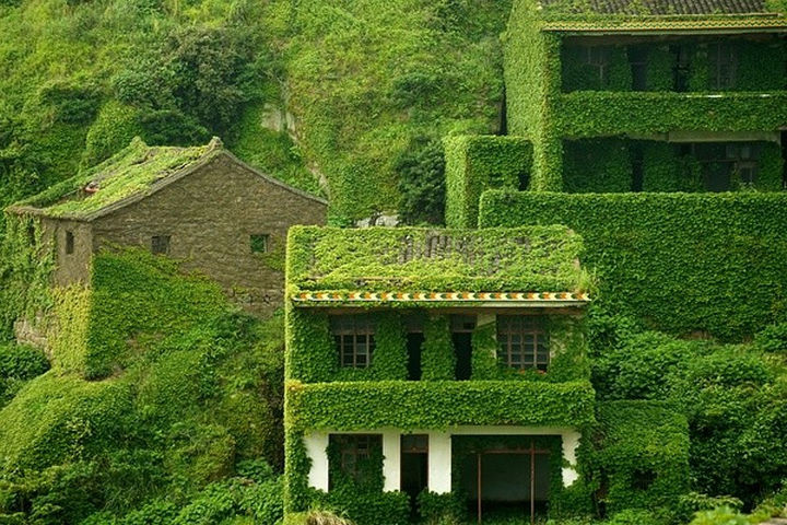 Moss is covering nearly every roof in the abandoned fishing village of Houtouwan...
