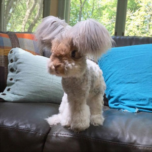 Wally the Angora Rabbit With His Fluffy Ears Is the Cutest Ever