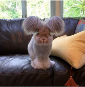 Wally the Angora Rabbit With His Fluffy Ears Is the Cutest Ever