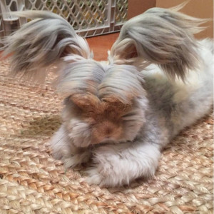 Wally the Angora Rabbit With His Fluffy Ears Is the Cutest Ever