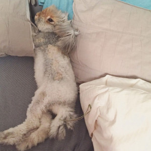 Wally the Angora Rabbit With His Fluffy Ears Is the Cutest Ever