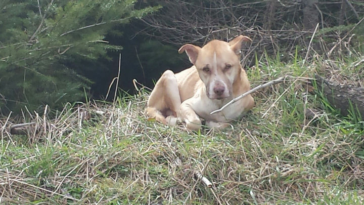 A starving dog was said to be seen near a local park so Amanda Guarascio and her friend Dylan Parkinson set out to find him.