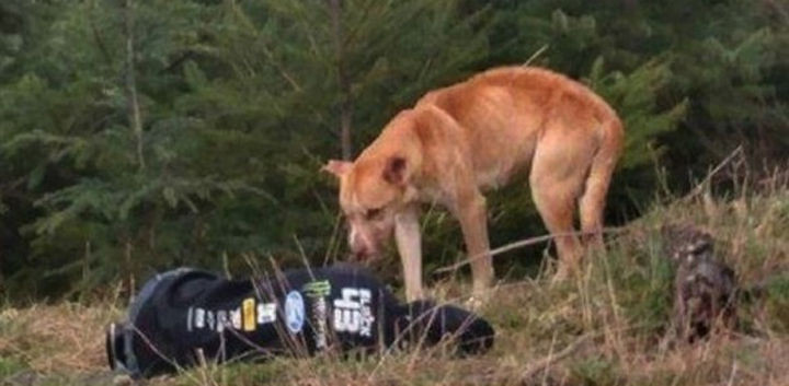 She eventually got close enough to the dog so that he could smell her and know that she was not there to hurt him.