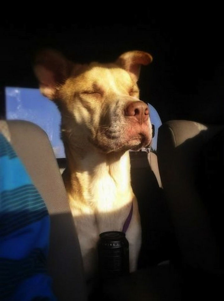 Undeterred, she went home and when she came back an hour after, he was in the same spot. She slowly walked towards him and he didn't run away! She then was able to put a slip lead on him and bring him home with her.