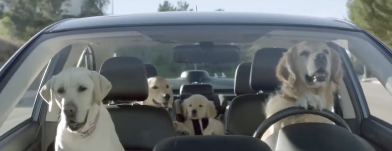 Here Is How Hilarious It Would Be If Dogs Could Drive. I Couldn’t Stop Laughing! Here Is How Hilarious It Would Be If Dogs Could Drive. I Couldn’t Stop Laughing!