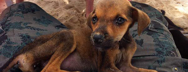 2 Tourists Find a Starving Puppy in Colombia. What They Did Next Warmed My Heart. 2 Tourists Find a Starving Puppy in Colombia. What They Did Next Warmed My Heart.