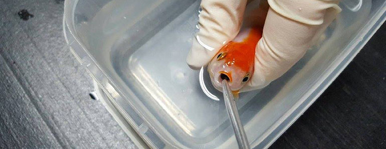A Woman Spent $500 to Save Her Choking Goldfish. You Can’t Put a Price on Love… A Woman Spent $500 to Save Her Choking Goldfish. You Can’t Put a Price on Love…
