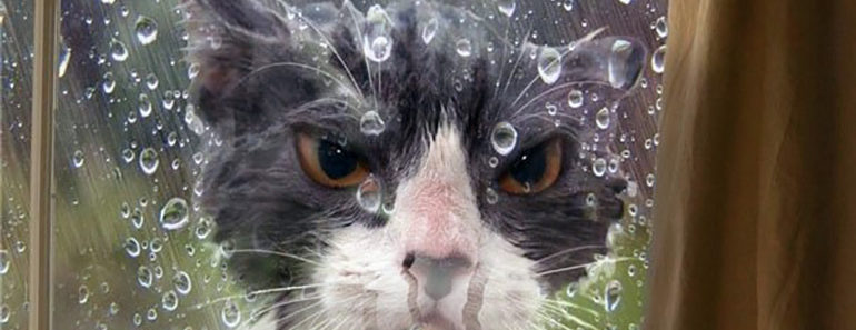 17 Cute Animals That Totally Understand Our Daily Struggles 17 Cute Animals That Totally Understand Our Daily Struggles