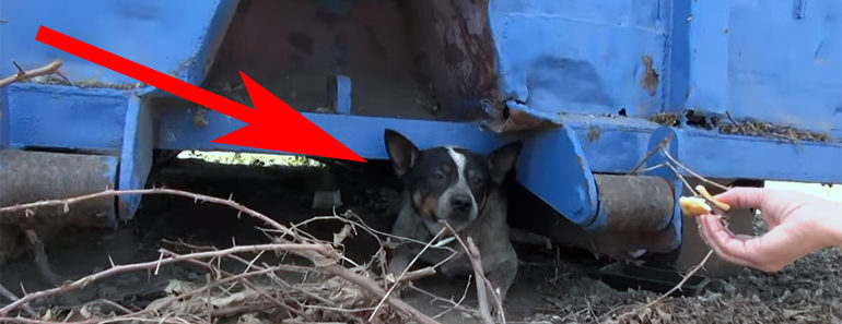 A Sad Dog Was Found Living in a Dumpster for Over 11 Months. His Transformation Is Incredible… A Sad Dog Was Found Living in a Dumpster for Over 11 Months. His Transformation Is Incredible…