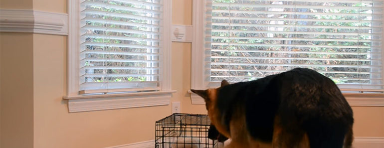 Her Puppy Escapes Out of Her Kennel So She Setup a Webcam. Then, She Looks at the Footage…OMG! Her Puppy Escapes Out of Her Kennel So She Setup a Webcam. Then, She Looks at the Footage…OMG!