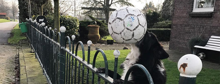 This Dog Always Throws Her Ball Into the Street. The Reason She Does Will Make You Smile!