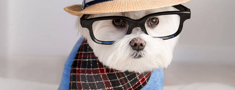 Meet Toby LittleDude, the Hipster Dog on Instagram That Is Totally Stylin’