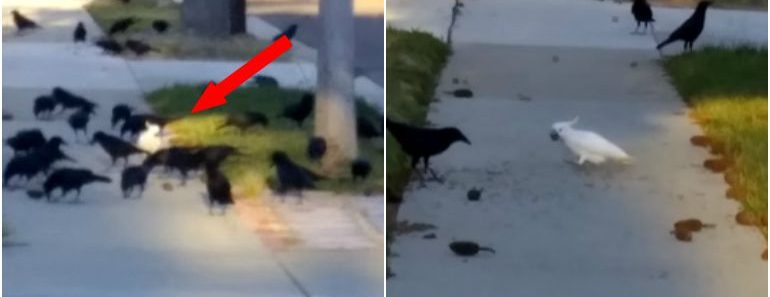 Cockatoo Is Accepted by Crows to Be Part of Their Flock. Unlikely Friends Flying Together… Cockatoo Is Accepted by Crows to Be Part of Their Flock. Unlikely Friends Flying Together…