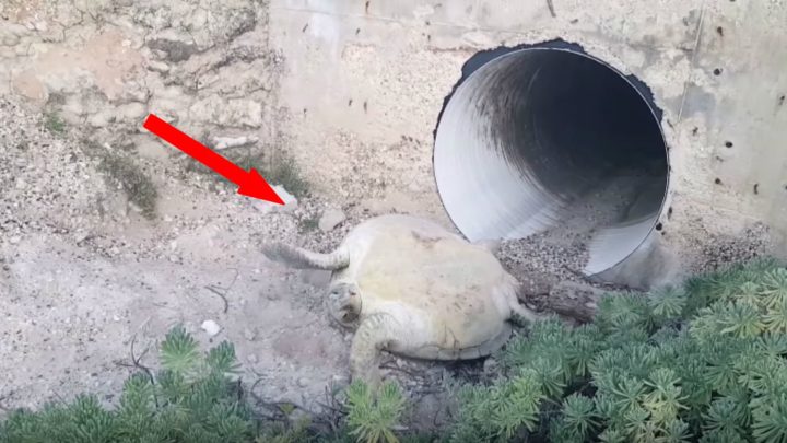 Amazing Sea Turtle Rescue of a Turtle Stranded on a Beach.