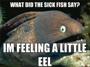 37 Funny Fish Memes From the Sea