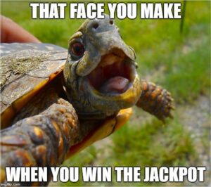 63 Funny Turtle Memes That Are Hilarious