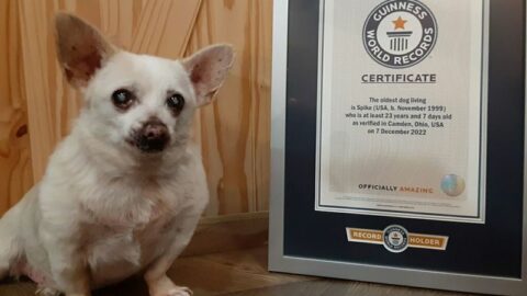 Meet Bobi, the World’s Oldest Living Dog