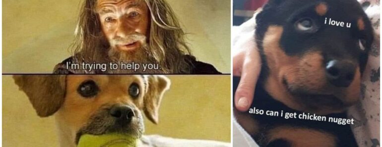 75 Funny and Cute Doggo Memes